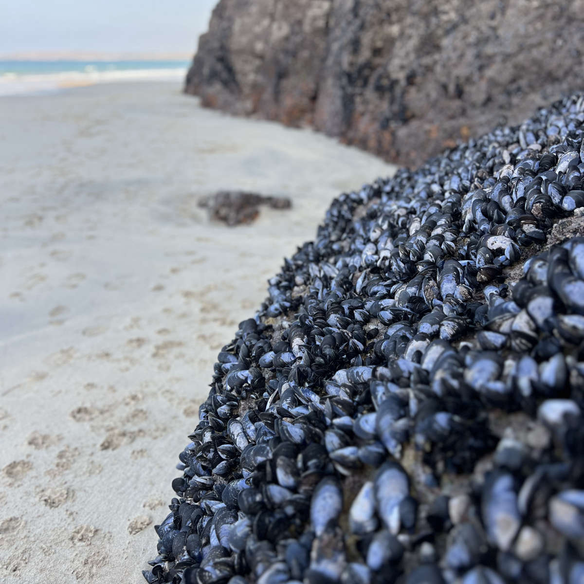 Mussels on a beach